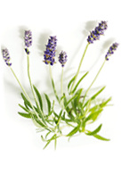 lavendel2